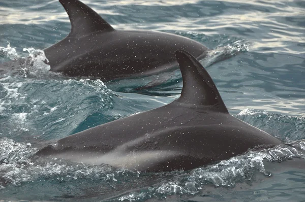 Bellissimo delfino — Foto Stock