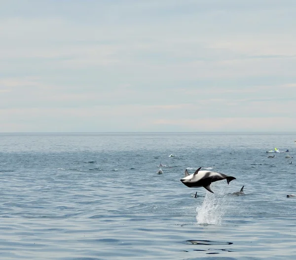 Bellissimo delfino — Foto Stock