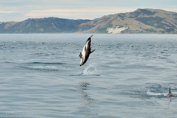 Beautiful dolphin — Stock Photo, Image