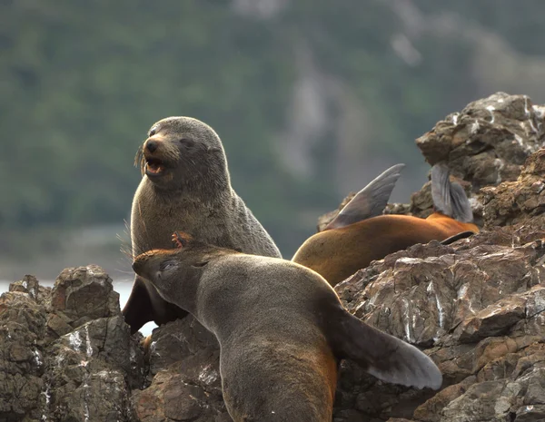 Морський лев сидить на скелі — стокове фото