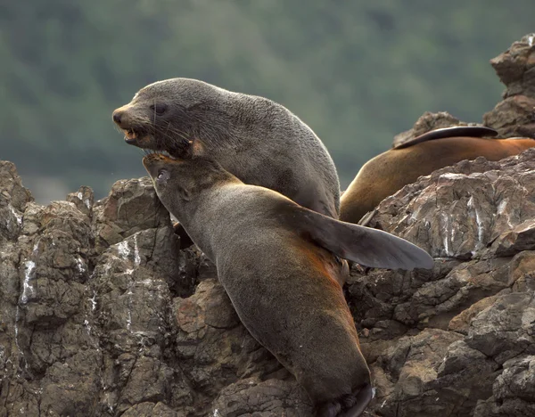 Sea lion sitting on rock — Stock Photo, Image