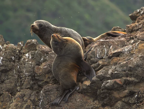 Leone marino seduto sulla roccia — Foto Stock