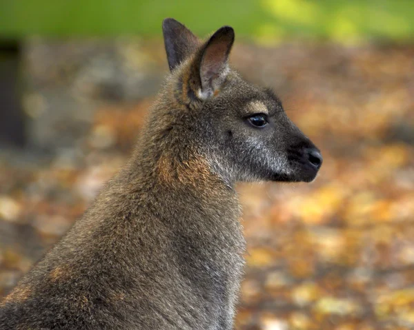 Känguru — Stockfoto