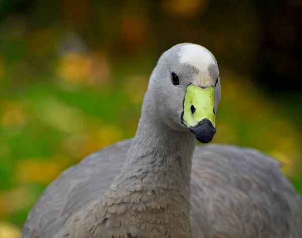 Pájaro — Foto de Stock