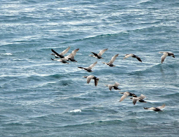 鳥 — ストック写真