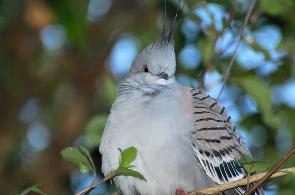 Vogel — Stockfoto