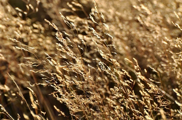 Zlatá tráva — Stock fotografie