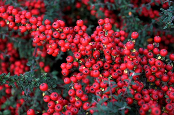 dağ muşmulası yatay