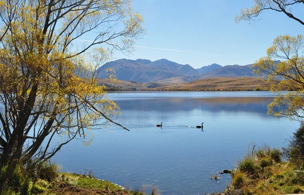 Swans on a background of mountains — Stock Photo, Image