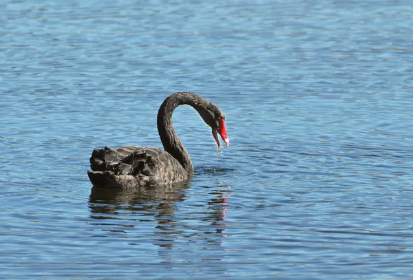 Чорний лебідь, anatidae — стокове фото