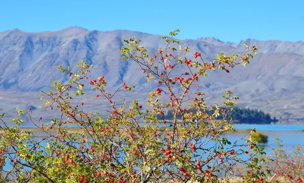 Bush on a background of mountains — Stock Photo, Image