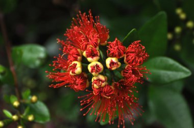pohutukawa çiçekli