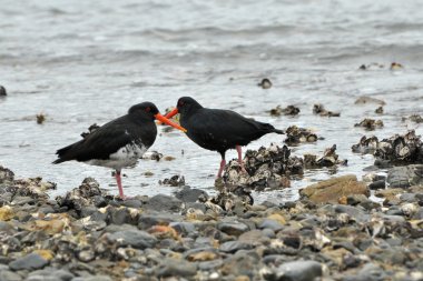 değişken (haematopus tek renkli) istiridye catcher kuş, Yeni Zelanda'nın plajları görmedim.