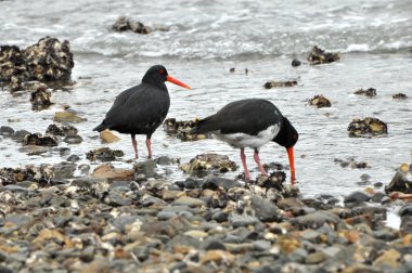 Değişken (Haematopus tek renkli) istiridye catcher kuş