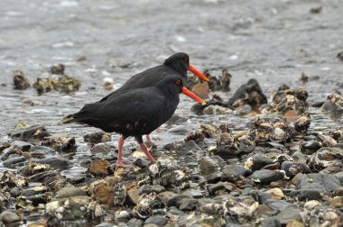 Değişken (Haematopus tek renkli) istiridye catcher kuş