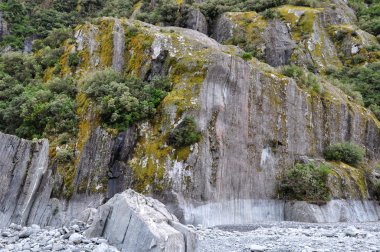 Portret van malamute pups