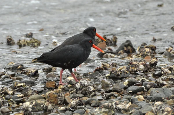 Variabel (Haematopus unicolor) jätteostron catcher fågel — Stockfoto