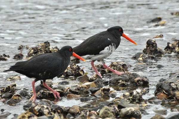 Variabele (Haematopus unicolor) oester catcher vogel — Stockfoto