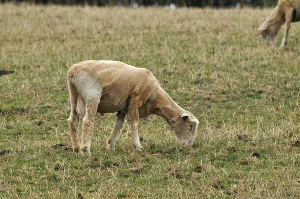 Bastante pequeño ternero parado solo — Foto de Stock