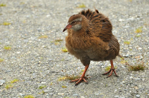 Bird with red beak — Stock Photo, Image