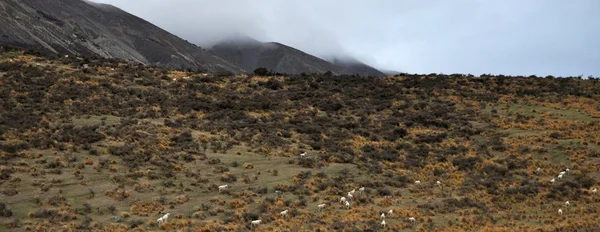 Niebla en la montaña — Foto de Stock