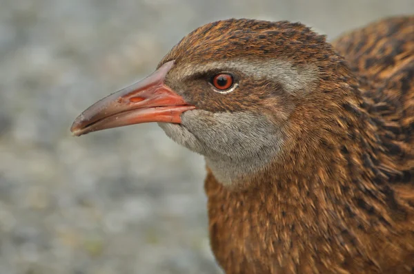 Bird with red beak — Stock Photo, Image