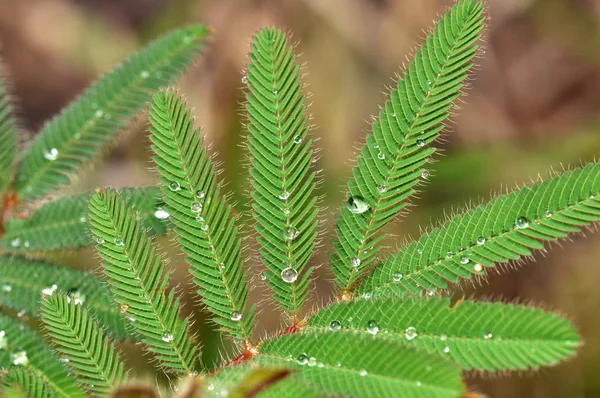 Dew on a green leaf — Stock Photo, Image