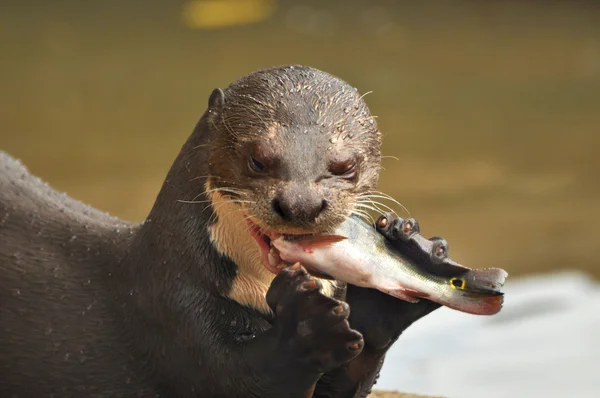 Otter eet vis — Stockfoto
