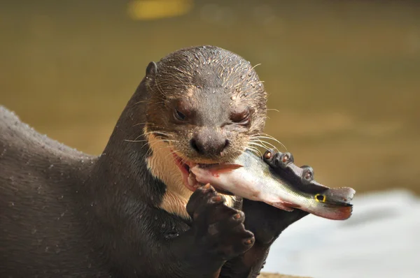 カワウソは魚を食べる — ストック写真