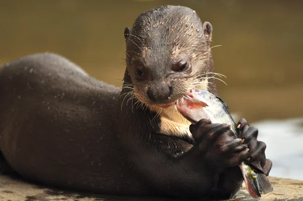 Otter eats fish — Stock Photo, Image
