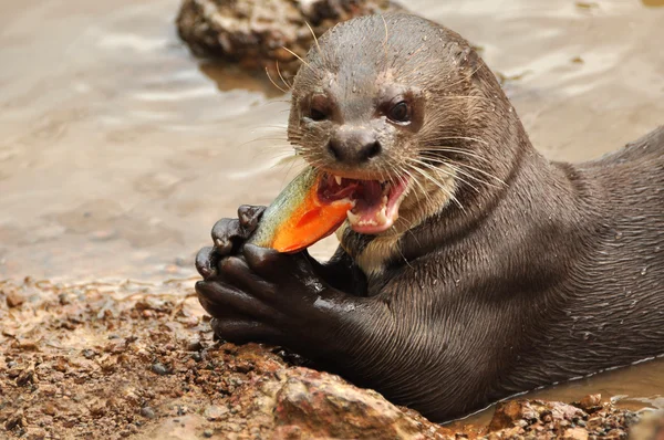 カワウソは魚を食べる — ストック写真