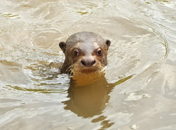 Otter nel fiume — Foto Stock