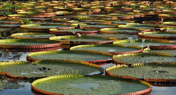 Giant water lily in the pond
