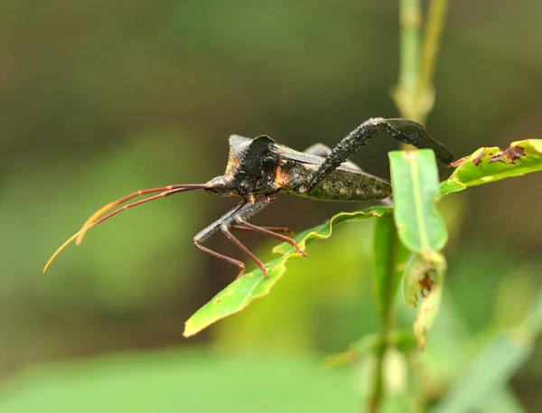 Mantis on leaf — Stock Photo, Image