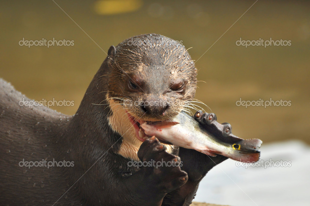 Otter eats fish — Stock Photo © kirinaliza #12416876