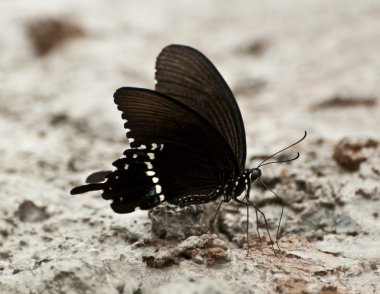 Kelebek. Aile: papilionidae.