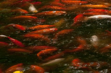 renkli koi veya sazan Çince balık suda