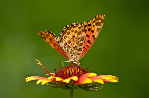 Mariposa amarilla en una flor — Foto de Stock