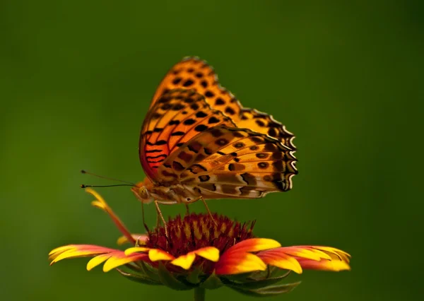 Mariposa amarilla en una flor — Foto de Stock