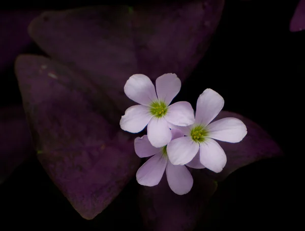 Mooie paarse bloemen — Stockfoto