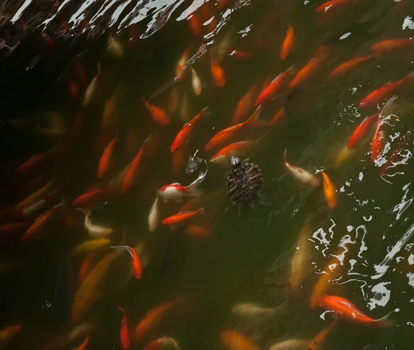 Colorful Koi or carp chinese fish in water — Stock Photo, Image