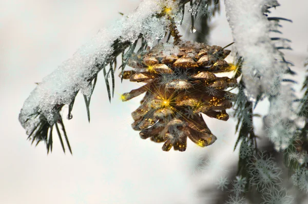 Sparkling golden pine in the snow three — Stock Photo, Image
