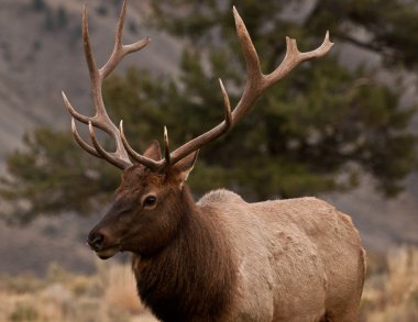 Elk portre