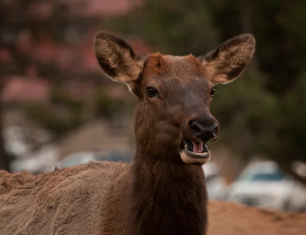 Elk femail — Stock Photo, Image