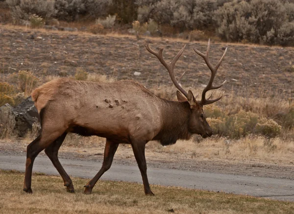 Vapiti deer walking — Stock Photo, Image