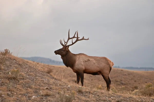 Vapiti deer on the hill — Stock Photo, Image