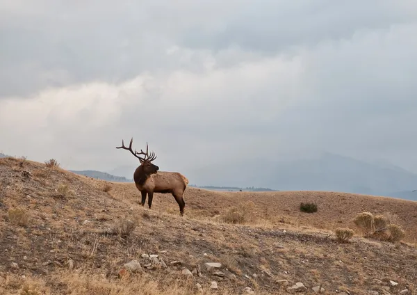 Vapiti ελάφια στο λόφο — Φωτογραφία Αρχείου