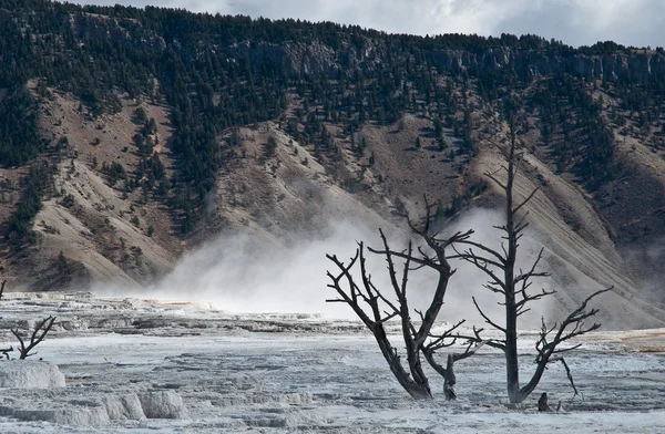 Traverten Teras kuru ağaç — Stok fotoğraf