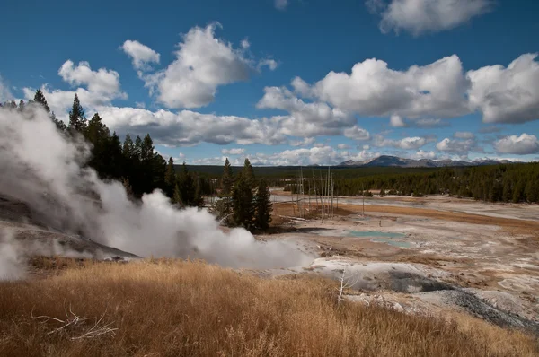 Norris gejzír medencében a Yellowstone — Stock Fotó