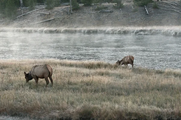 Herd of elk frosty morning — Stock Photo, Image